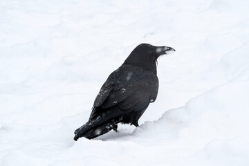 Raven (Corvus corax) in the Tetons; Grand Teton NP; Wyoming