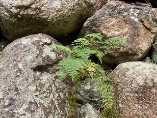 a fern growing from pile of stones