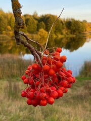 Sorbus aucuparia red rowan growing over reservoir