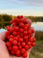 Sorbus aucuparia red rowan growing over reservoir