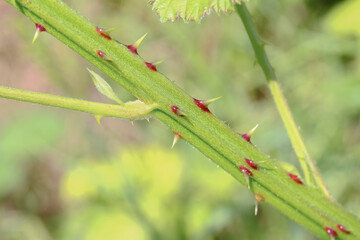 Spitze Dornen der Brombeere im Frühling, Rubus sectio Rubus