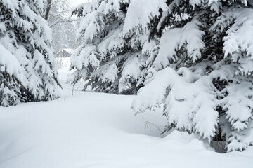 Snow flocked trees after winter storm  Grand Teton NP  Wyoming © Tom