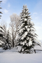 Snow flocked trees after winter storm; Grand Teton NP; Wyoming