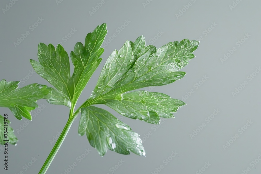 Aufkleber a detailed view of a plant covered in glistening water droplets. perfect for nature enthusiasts or a