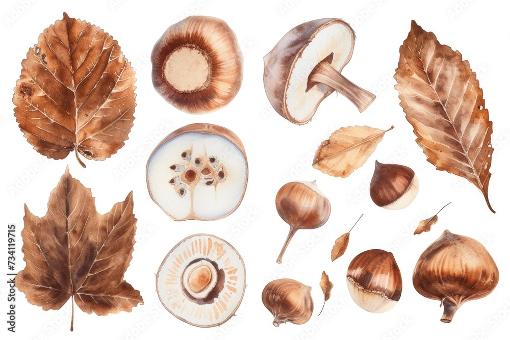 Poster a collection of various types of leaves and nuts. suitable for nature-themed designs and illustratio