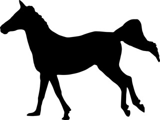Horse Silhouette Vector Illustration. Wild Horse racing PNG on transparent background
