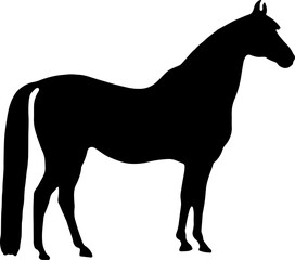 Horse Silhouette Vector Illustration. Wild Horse racing PNG on transparent background