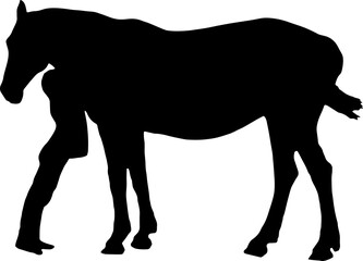 Horse Silhouette Vector Illustration. Wild Horse racing PNG on transparent background