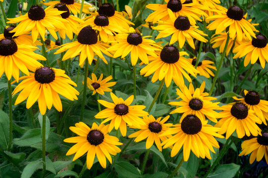 Beautiful border of blooming yellow Rudbeckia Fulgida flowers  popularly known as Goldsturm or Brown Eyed Susan.