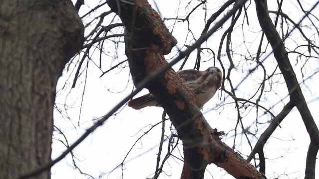 red tailed hawk eating a mouse while sitting on tree branch (predator raptor feeding itself a small animal) in new york city park