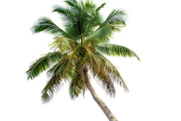 Coconut palm tree isolated on white background.
