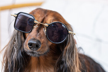 A glamourous fashion dog wearing cute sunglasses on white background. Protective eyewear, glasses with different shaped lenses. Summer traveling concept.