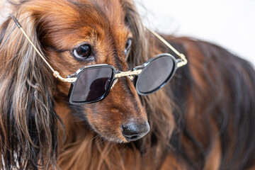 Close up image of fashion dog wearing cute sunglasses. Protective eyewear, glasses with different...