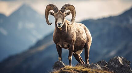 Obraz premium Adult mouflon animal on mountain background. Mouflon, Ovis orientalis, forest horned animal in nature habitat
