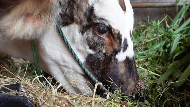 Ongole crossbred cattle or Javanese cow or White cow or sapi peranakan ongole or Bos taurus is eating hays in Indonesia in traditional farm, Indonesia. Traditional livestock breeding.