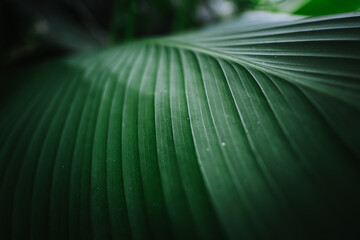Lush Green Leaf Close-Up