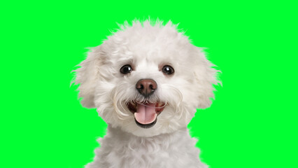 Portrait photo of smiling Bichon Frise on green background