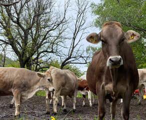 Obraz na płótnie Canvas cows on the farm
