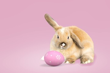 Easter bunny cute rabbit with colored painted eggs