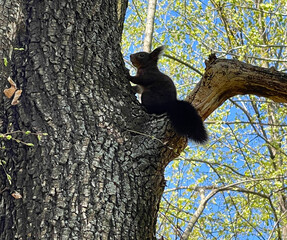 squirrel on tree