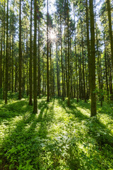 Sonnenstrahlen durchfluten Wald mit Licht