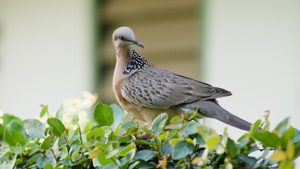 Eastern Spotted dove on greenery ivy vine fence.