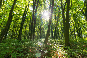 Fototapeta na wymiar Sonnenstrahlen durchfluten Wald mit Licht