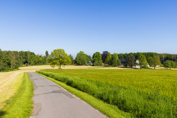 Idyllischer Weg zwischen grünen Feldern im Sommer
