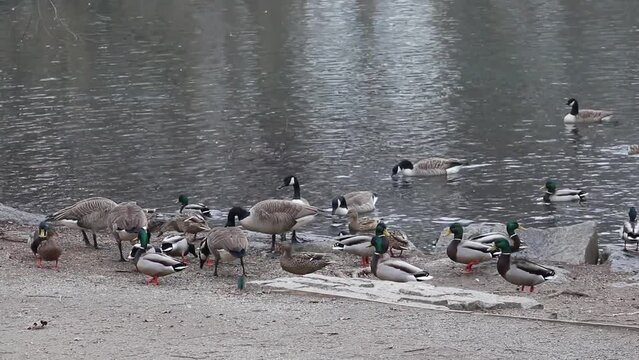 ducks and canada geese in a large group of birds feeding (goose chasing duck during eating frenzy) bird being fed on the shore of a small pond, lake in van cortland park, bronx, new york