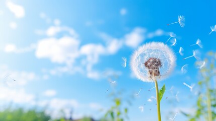 Dandelion on a background of bright sky. Dandelion abstract background. Freedom to Wish.  Shallow depth of field. Abstract dandelion flower background. Seed macro closeup