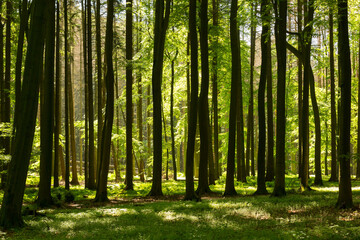 Sonnenstrahlen durchfluten Wald mit Licht