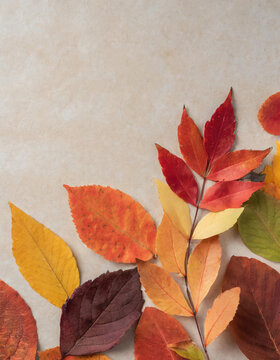 Fall or autumn background with fall leaves on a textured paper surface