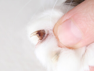 Cat with nail bed infection examination by veterinarian or pet owner. Bacterial or fungal. Paronychia, Onychomycosis or Malassezia. Pus or discharge around crusted around claw. Select focus.