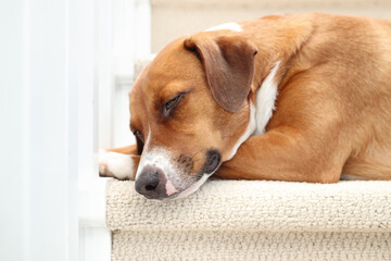 Relaxed dog lying on staircase. Cute exhausted puppy dog sleeping with head on front paws on carpet stairs. Dog feeling safe and secure. Female Harrier mix dog, medium size. Selective focus.