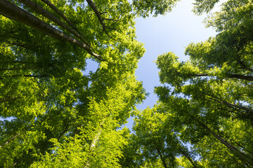 Sonnenstrahlen durchfluten Wald mit Licht