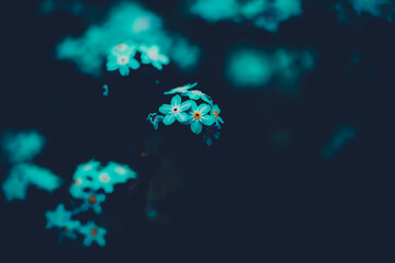 Beautiful blue forget-me-not flowers bloom on the twilight of a summer's night.