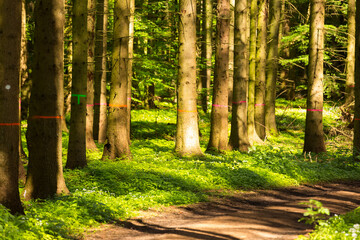 Idyllischer Wanderweg durch den Wald