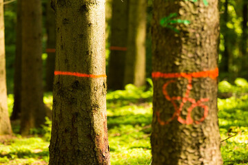 markierte Bäume im Wald