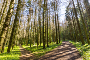 Idyllischer Wanderweg durch den Wald