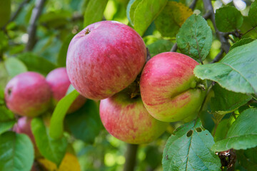 three apples in a pile on a tree, A branch of a fruit tree with three red apples and big leaves, summer garden, gardening
