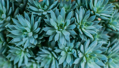 imagen de muchas plantas de suculenta juntas de color azul 