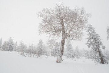 Fototapeta na wymiar 冬の風景