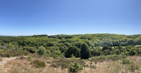 landscape with trees and blue sky