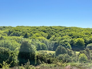 Fototapeta na wymiar landscape with trees and blue sky
