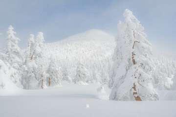 美しい冬の風景