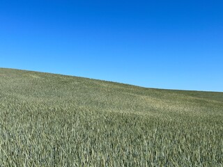 field of wheat and sky