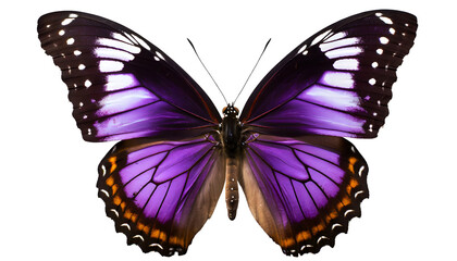 Illustration of purple butterfly