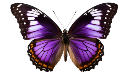 Illustration of purple butterfly