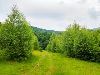 Fototapeta na wymiar scenery with path through the meadow and green trees leads in to the primeval beech forest. beautiful landscape of carpathian mountains on an overcast day in summer