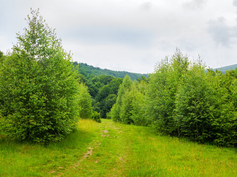 scenery with path through the meadow and green trees leads in to the primeval beech forest. beautiful landscape of carpathian mountains on an overcast day in summer